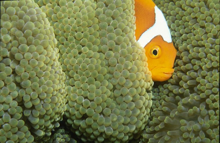 White-bonnet anemonefish at Walindi, Kimbe Bay
