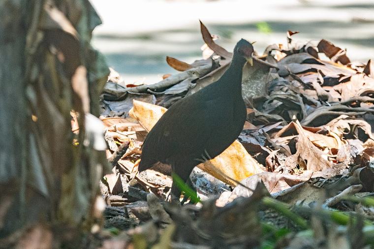 Melanesian megapode (photographed in the Solomon Islands)