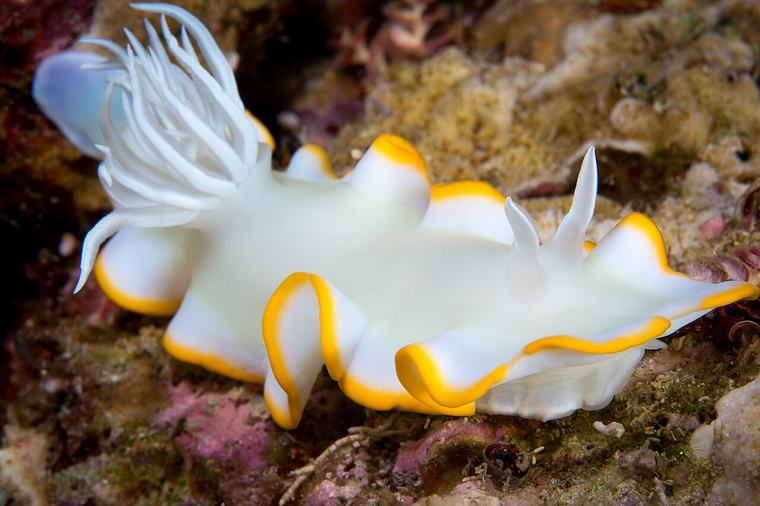 Ardeadoris egretta, a nudibranch, Kimbe Bay