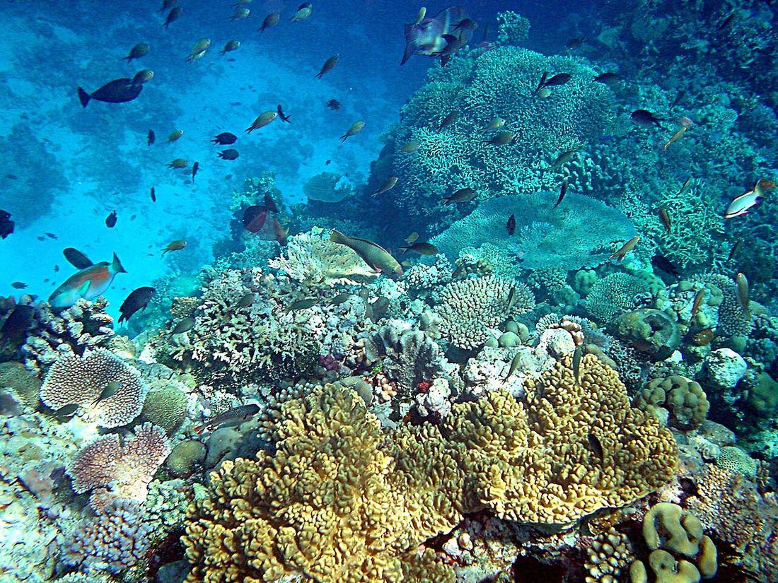 Coral reef, Papua New Guinea
